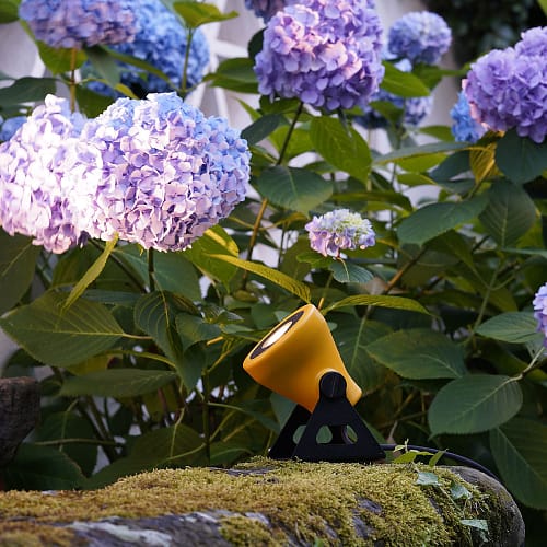 cortess_martinelliluce_minifrog_3 cortess_martinelliluce_minifrog_3